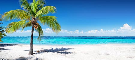 A beach with a palm tree.